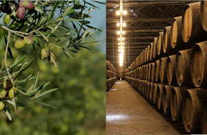 oleoturismo y bodegas en Córdoba